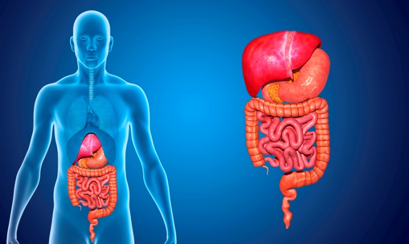 Encuentran conexiones entre el cáncer de estómago y el sistema nervioso