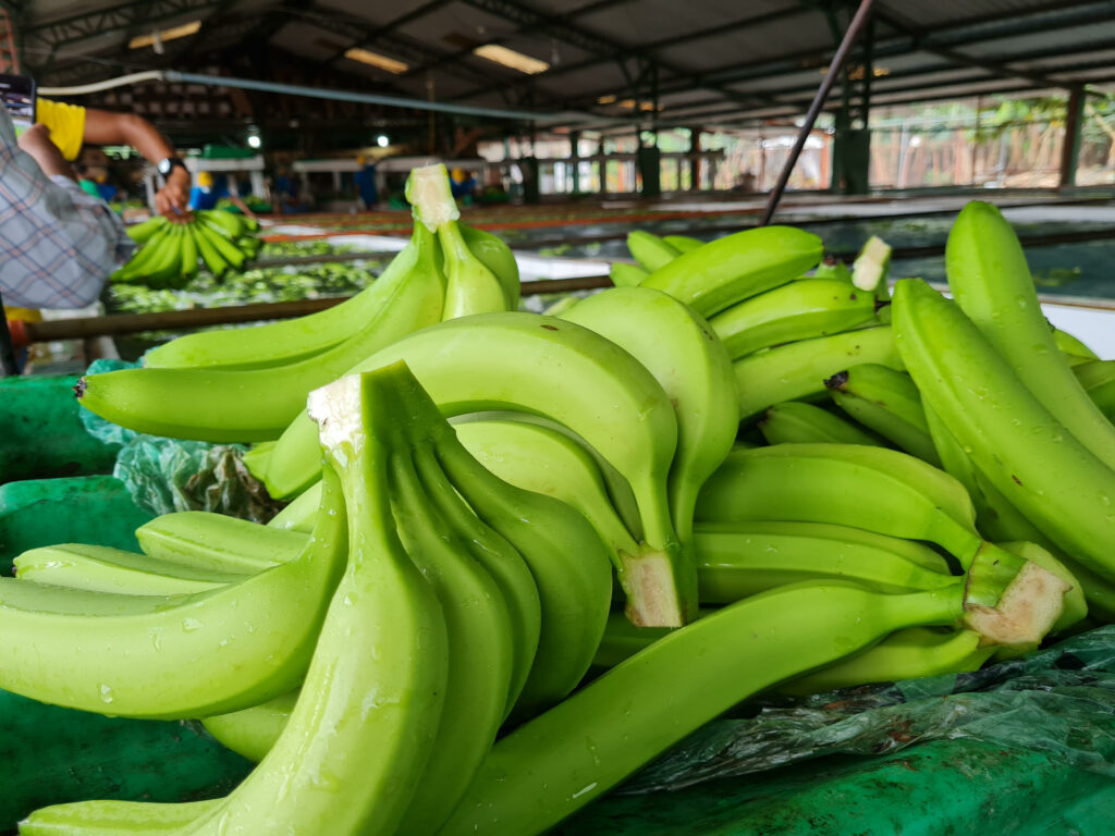 Bananos de Ecuador y aguacate de Perú apuestan por feria hortofrutícola española