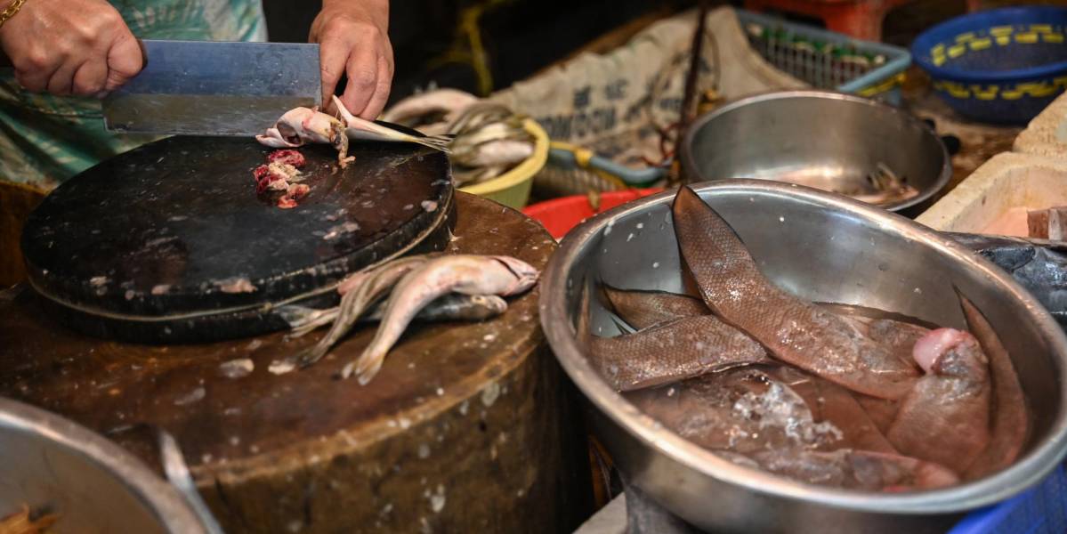 40 cases of severe infection from raw fish in Hong Kong
 – 2024-09-21 19:44:51