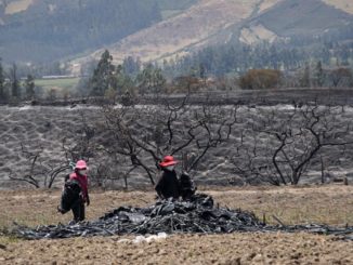 Imagen: Dos mujeres agricultoras y en situación vulnerable recogen lo que quedó de la plantación de frutillas.RENE FRAGA