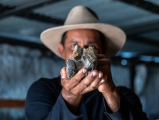 César Perdomo, a rancher and fossil hunter in the Tatacoa Desert in Colombia, with a terror bird fossil. Until his find, little was known about how these carnivores spread across the Americas millions of years ago. - Derechos de Imagen NEW YORK TIMES.