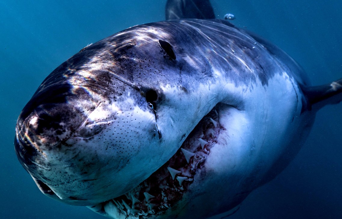 Confirman el primer avistamiento de un tiburón blanco en aguas ecuatorianas